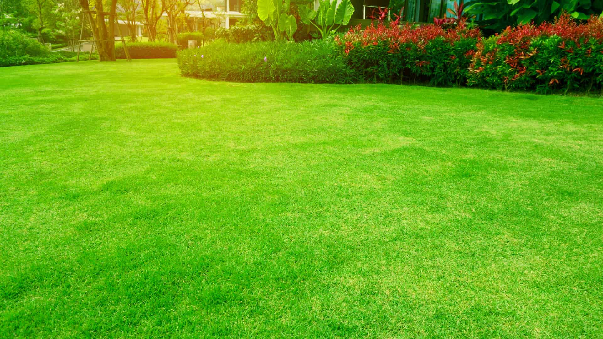 Healthy Lawn Banner Image